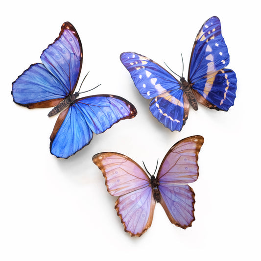 'Reverie' Morpho Butterfly 3 piece Set