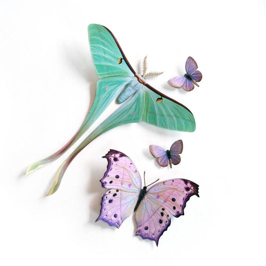 'Hyacinth' Moth Set