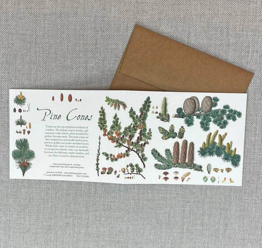 Pine Cones Card